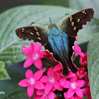 Turquoise longtail moth