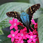 Turquoise longtail moth