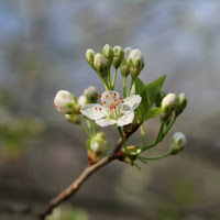 Il primo fiore di 