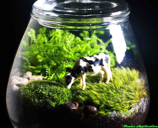 DIY Terrarium Design Ideas