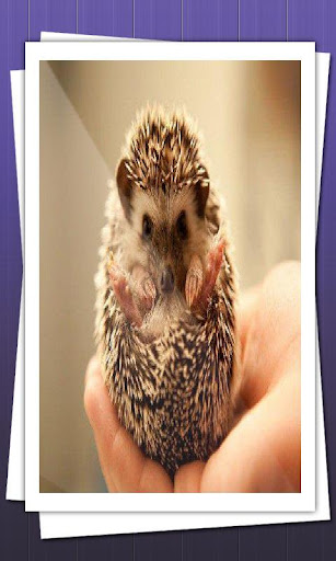 Hedgehogs