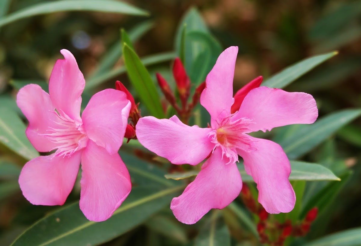 Oleander