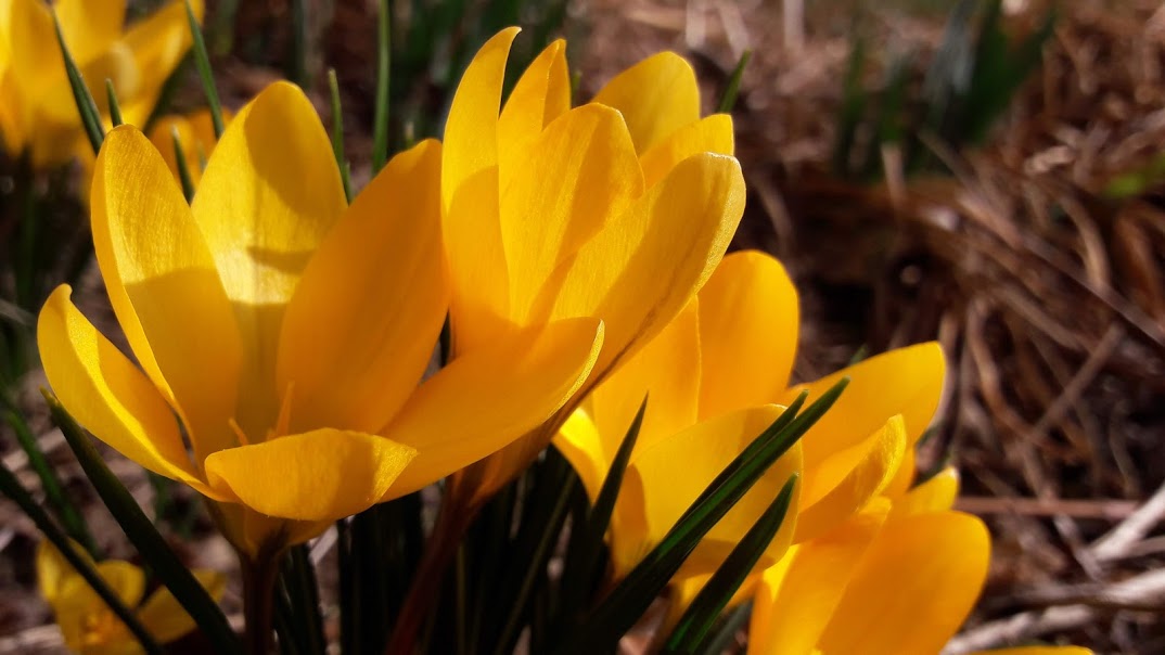 Yellow crocus