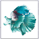 Download Betta Fish For PC Windows and Mac 1.3