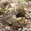 Broken Wasp Nest