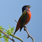 Painted bunting