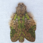 Prominent Moth