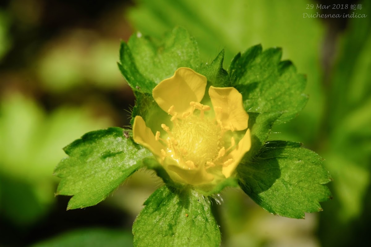 Duchesnea indica 蛇莓