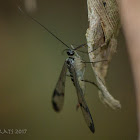 scorpionfly