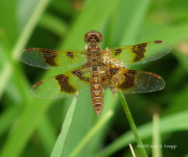 Eastern Amberwing