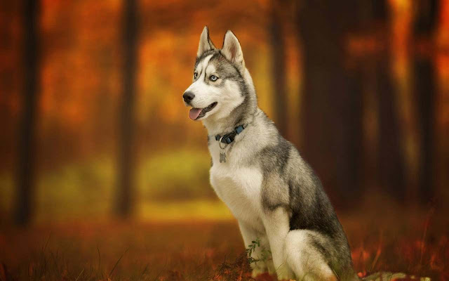 Husky Wallpaper