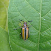 Three-lined Potato Beetle