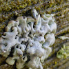 Hypogymnia Lichen