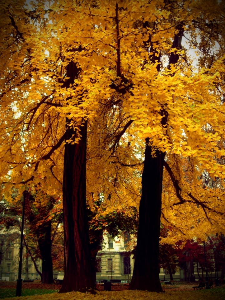 Autumn on Turin di fedellisola