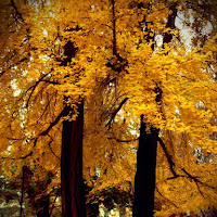 Autumn on Turin di 