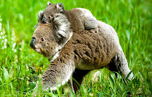 Koala - New Tab in HD small promo image