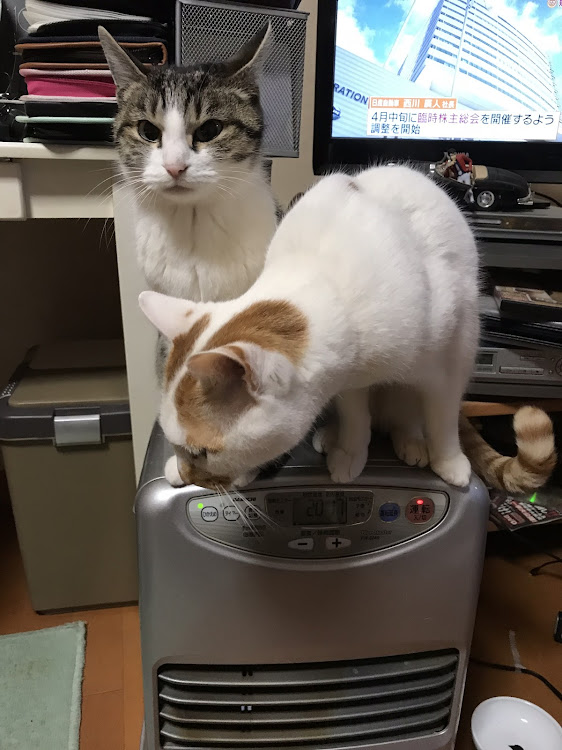ミニ ハッチバックの愛猫紹介・【CT愛猫部】・1日1猫に関するカスタム事例の投稿画像4枚目