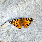 Painted Lady Butterfly