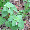 Purple Deadnettle