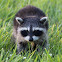 Northern Raccoon (Kit)