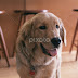 Golden Retriever Stool