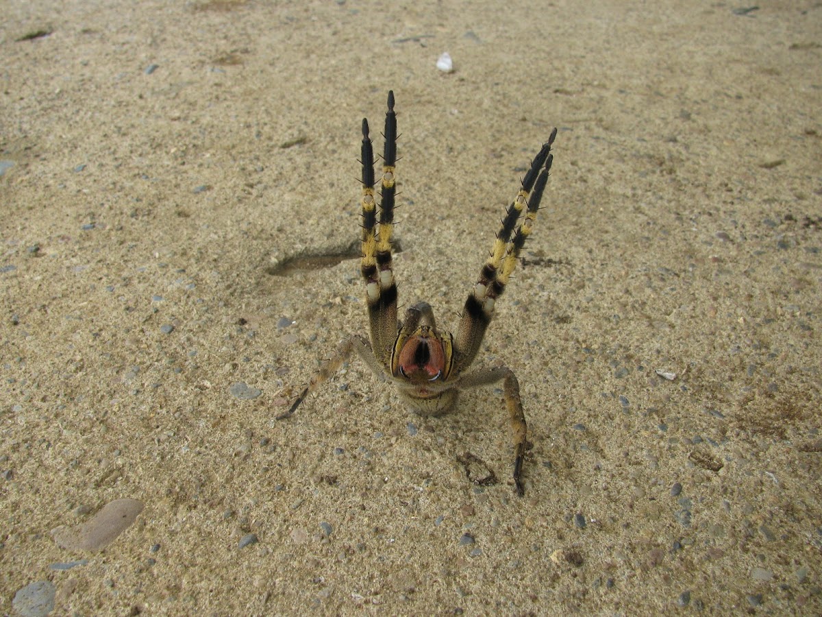 Brazilian Wandering Spider