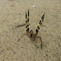 Brazilian Wandering Spider