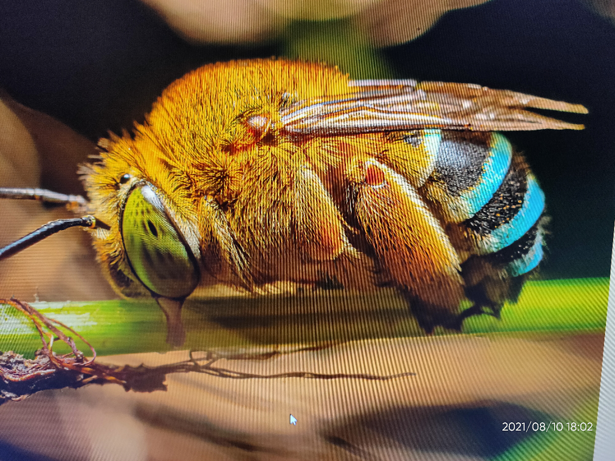 Blue-banded bee