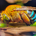 Blue-banded bee