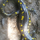 Spotted Salamander