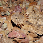 Horned Lizard