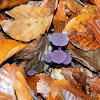 Amethyst deceiver