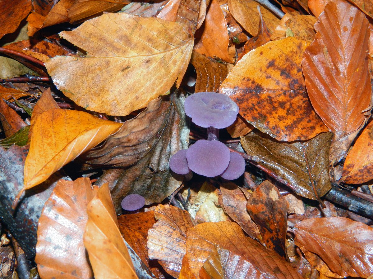 Amethyst deceiver