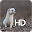 Ferrets HD Wallpaper Download on Windows