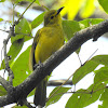 Yellow-browed bulbul