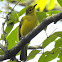 Yellow-browed bulbul