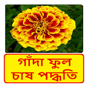 গাঁদা ফুল চাষ পদ্ধতি ~ Tagetes Flower Cultivation  Icon