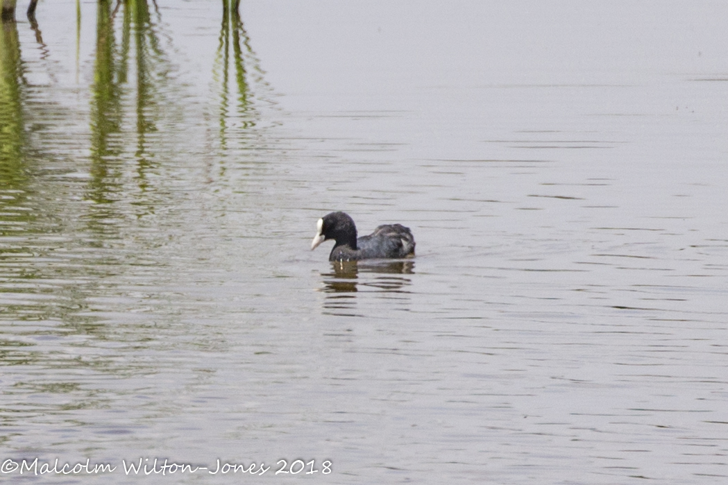 Coot; Focha Común