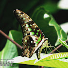 Tailed Jay