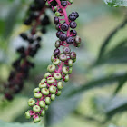 American Pokeweed