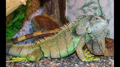 Iguana. Animal Wallpapers