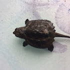 Snapping turtle