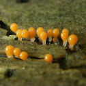 Slime Mold