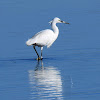 Little Egret