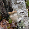 Birch Polypore