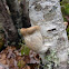 Birch Polypore