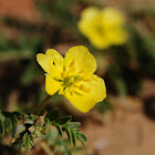 Zygophyllaceae - Bean Caper Family; Arabic name: shersir