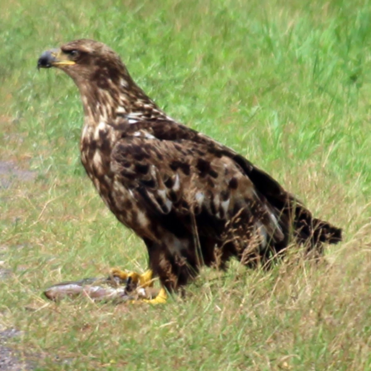 Bald Eagle (Juvenile)