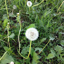 dandelion