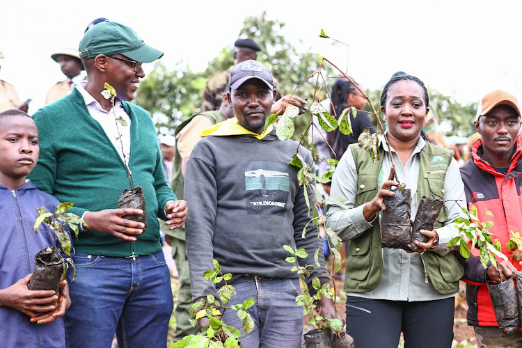 Environment CS Soipan Tuya holding a tree during the national tree planting day at Kiambicho Forest Karua Hill A, Murang'a County, on May 10, 2024.